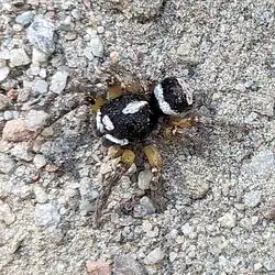 male H. papilionaceum