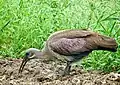 Foraging for invertebrate prey in rhino dung heap