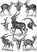 Antelope (Antilopina)