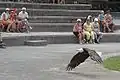 Bald eagle at a bird show