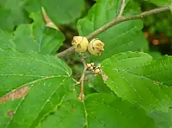 Ripening fruits (above) and flower buds (below) in August