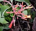 Picture of hamelia patens