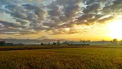 Rice fields at the village of Ngampel