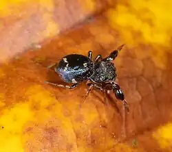 female H. brachiatus