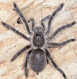 female H. namaquensis