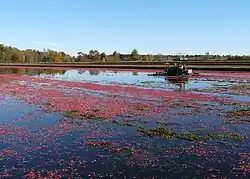 Harvesting cranberries along highway 54 in October
