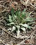 Haworthia parksiana, the smallest Haworthia species.