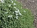Veronica buchananii