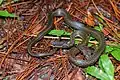 Hebius khasiensis, Khasi Hills keelback - Phu Kradueng National Park