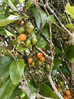Cluster of ripe and unripe fruit of Hedycarya arborea