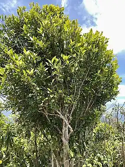 A mature specimen of Hedycarya arborea