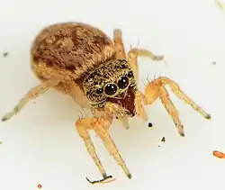 female