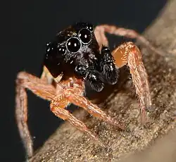 male