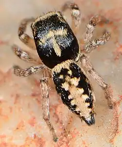 female