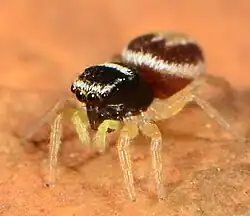 female H. insperatus