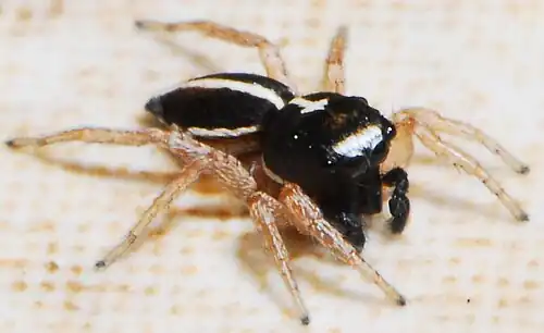 male