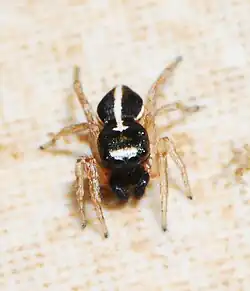 male