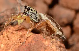 female