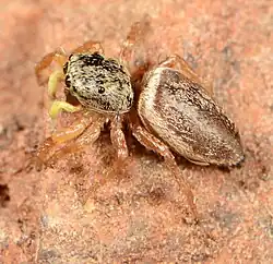 female H. aberdarensis