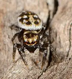 female
