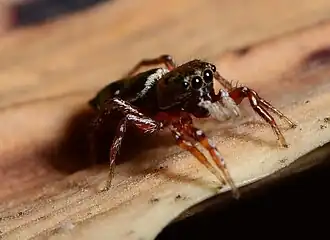 female