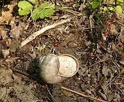 Photo of the shell with an epiphragm