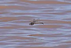 Hemicordulia tau in flight