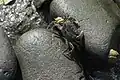 Yellow Shore crab (Hemigrapsus oregonensis) found in shallow intertidal areas[47]
