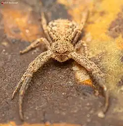 female