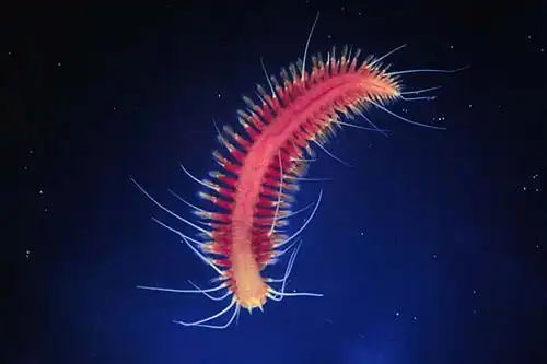 Hesiocaeca methanicola lives at great depths on methane ice