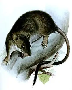 Drawing of brown mouse