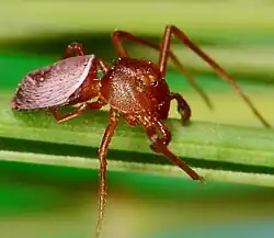 male