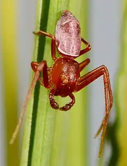 male