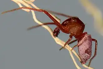 male