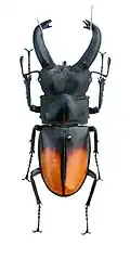 Hexarthrius parryi deyrollei