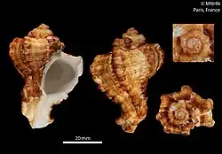 Shell specimen