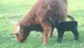 Highland cow with newborn calf