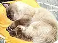 Male Himalayan cat with brown colouring (note the points inherited from siamese and relatively long hair inherited from Persian parent)