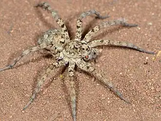 female H. guttata