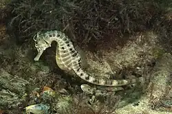 Hippocampus abdominalis from Port Phillip