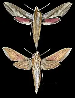 Hippotion echeclus