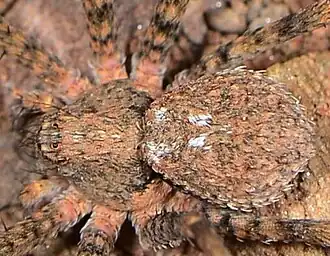 female