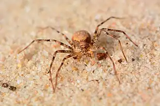 female