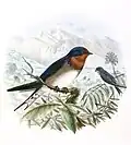 Subsp. arcticincta with deeper tail-fork & paler belly plumage