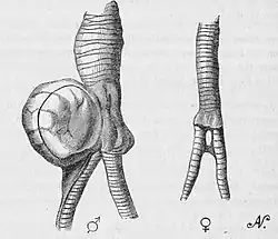 Sexual dimorphism in the syringial bulla of Histrionicus histrionicus, another duck