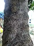 Lower trunk, Bihar, India
