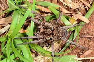 female