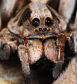 female