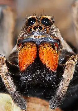 female
