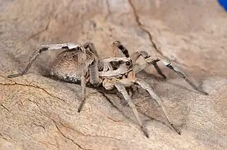 female